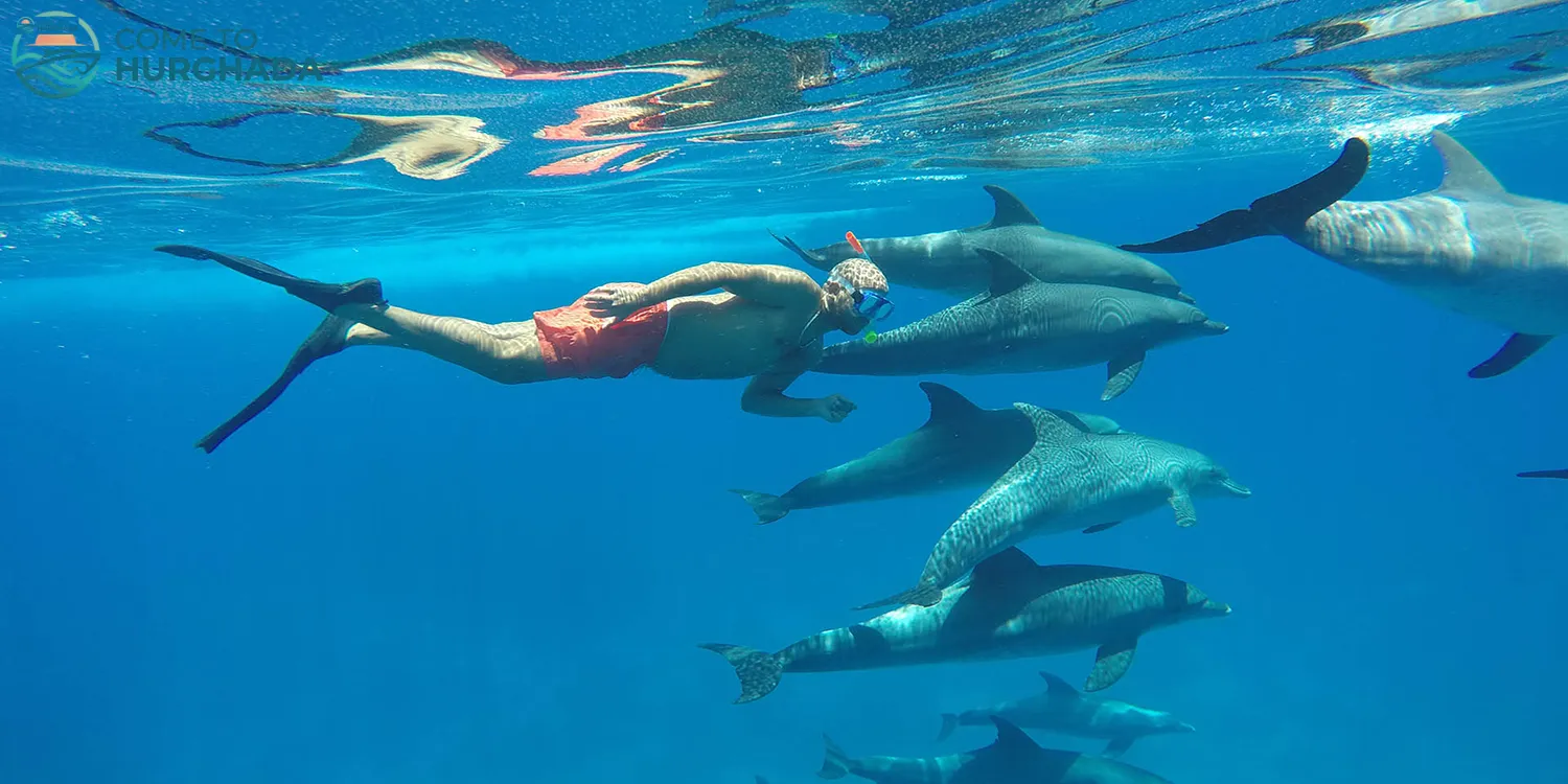 Dolphin House Trip – Hurghada